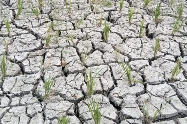 Potret sawah warga yang terdampak kekeringan di Lombok nusa Tenggara Barat (foto kicknews.today/wn)