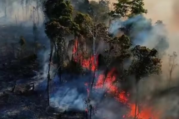 Ilustrasi kebakaran lahan dan hutan. (foto kicknews.today/instagram)