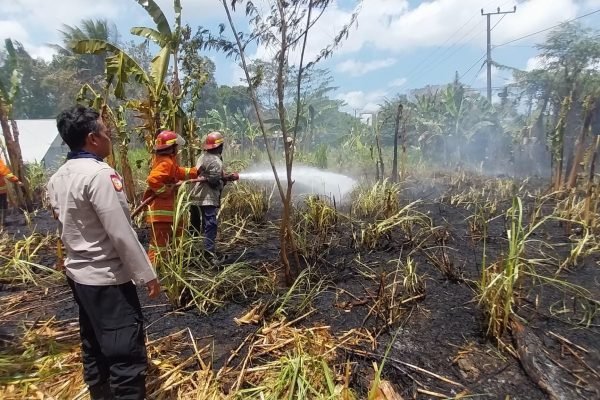 Kebakaran lahan rumput gajah di Jenggik Lombok Timur. Foto. Humas