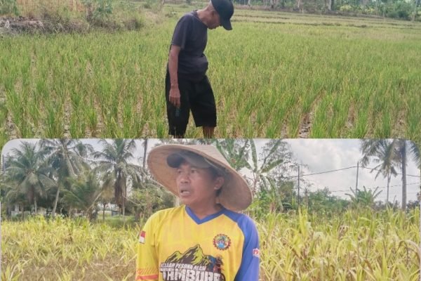 Petani desa kuripan timur lalu Keman dan Lalu Abdul Rahim (foto kicknews.today/wn)