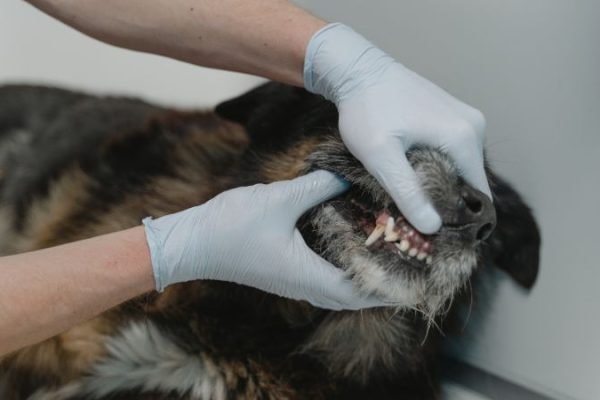 Ilustrasi anjing penular rabies
