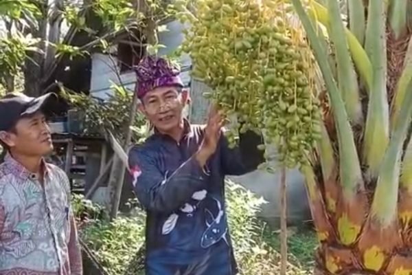 Waq Dolah dan kurma Lombok Utara. (Foto hasil tangkapan layar)