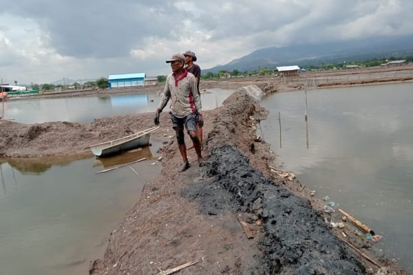 Petani di Desa Darusalam, Kecamatan Bolo, Kabupaten Bima memperbaiki tambak yang rusak akibat diterjang rob.