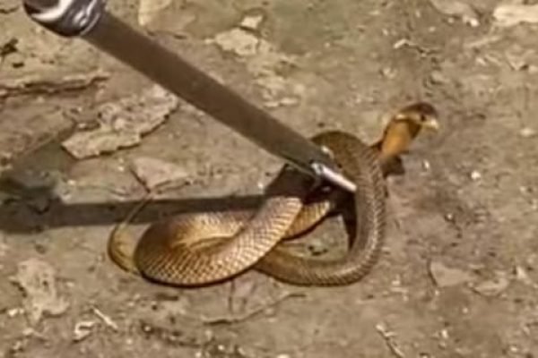 Damkar Kota Bima evakuasi ular kobra masuk rumah warga di Penaraga Kecamatan Raba.