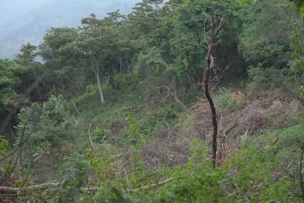 Kondisi hutan di pegunungan Wawo Kabupaten Bima. Foto: Ist