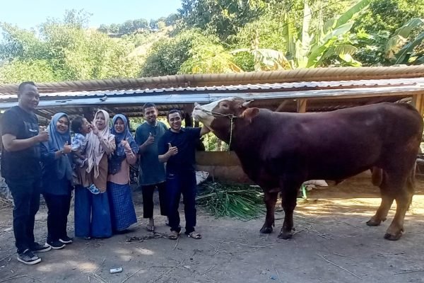 Sapi jenis Simental kurban Presiden Prabowo untuk warga Kota Bima.