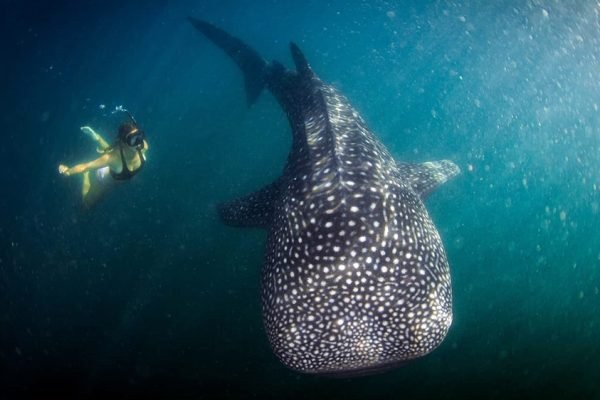 Wisatawan berenang bersama hiu paus di Labuhan Jambu, Teluk Saleh, Sumbawa. Foto: Istimewa