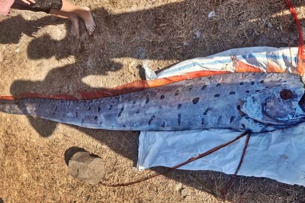 Ikan laut dalam yang diduga oarfish sepanjang sekitar empat meter ditemukan terdampar dalam kondisi mati di kawasan Pantai Pink, Desa Sekaroh, Kecamatan Jerowaru, Lombok Timur, Selasa (25/8/2026). Kemunculan ikan tersebut menarik perhatian warga setelah fotonya beredar di media sosial. Foto: Istimewa.