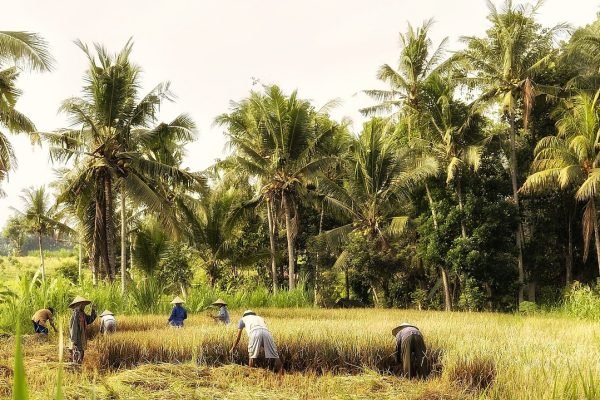 Ilustrasi petani panen padi. (Poto Pixabay/kicknews.today)