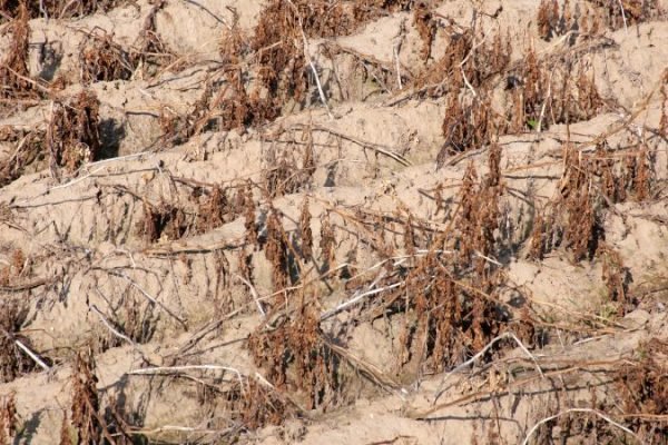 Tanaman mengering akibat minimnya curah hujan saat musim kemarau. Lima kecamatan di Lombok Timur kini berada pada status Awas kekeringan meteorologis, yakni Jerowaru, Labuhan Haji, Suela, Sukamulia dan Wanasaba. Foto: Istimewa
