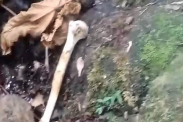 Tulang yang diduga bagian dari kerangka manusia ditemukan di kawasan Argapura, Dusun Montang, Desa Batu Mekar, Kecamatan Lingsar, Kabupaten Lombok Barat. Polisi masih melakukan pemeriksaan untuk memastikan asal serta identitas temuan tersebut. Foto: Istimewa.